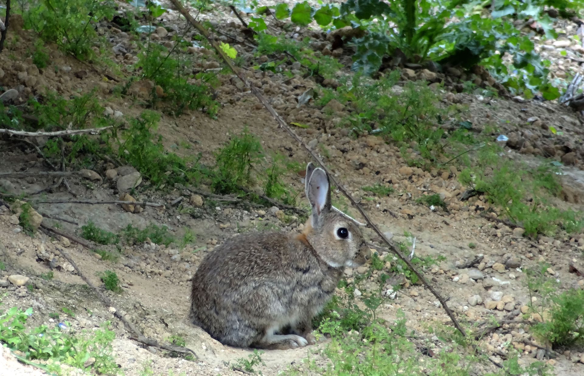 Un conejo, en una imagen de archivo.