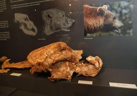 Cráneo de oso que se exhibe en el Museo de Palencia como 'Pieza del Mes'.