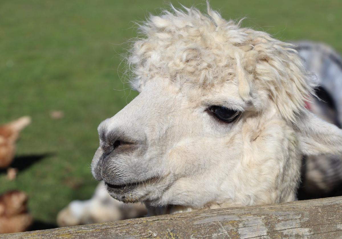 Los animales exóticos que animan un bar de León