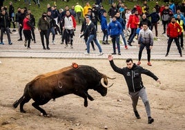 El toro del Antruejo en Ciudad Rodrigo, en imágenes