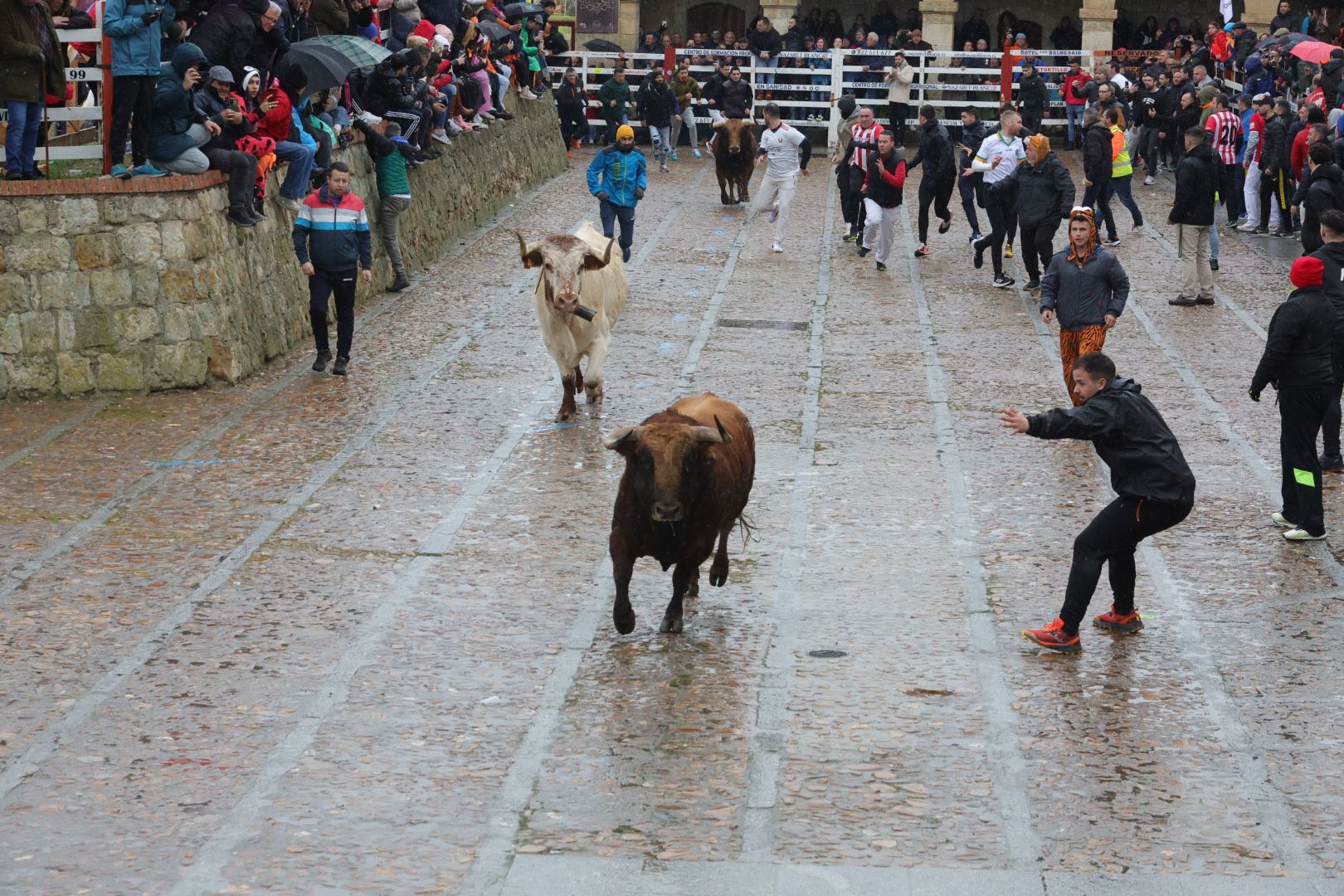 Lunes del Carnaval del Toro en Ciudad Rodrigo