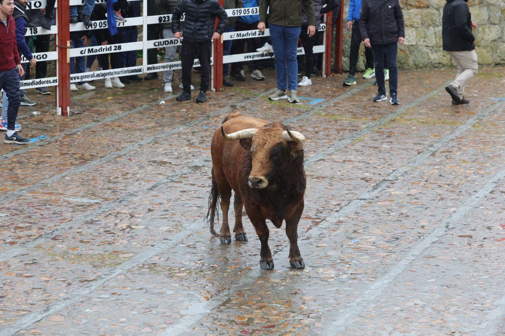 Lunes del Carnaval del Toro en Ciudad Rodrigo