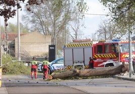 Los bomberos trabajan a finales de marzo de 2024 para retirar árboles caídos por el viento en la carretera de León.