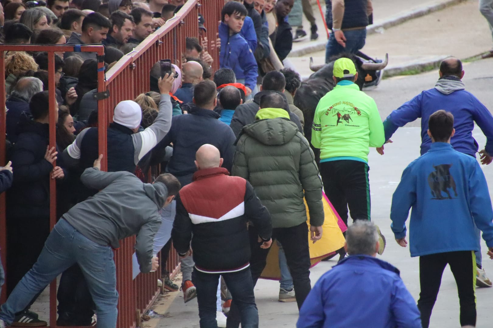 Secuencia de la aparatosa cogida a un aficionado en el Toro de Carnaval de Rioseco