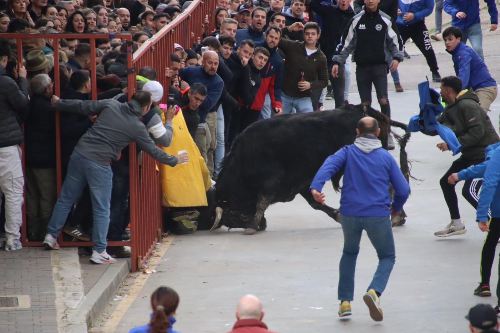 Secuencia de la aparatosa cogida a un aficionado en el Toro de Carnaval de Rioseco
