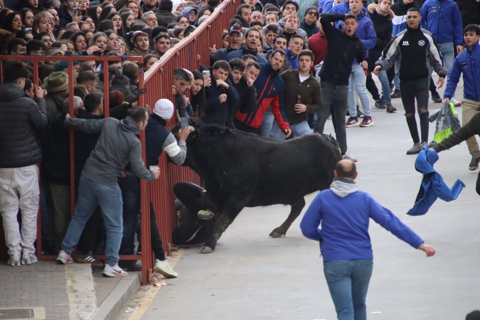 Secuencia de la aparatosa cogida a un aficionado en el Toro de Carnaval de Rioseco