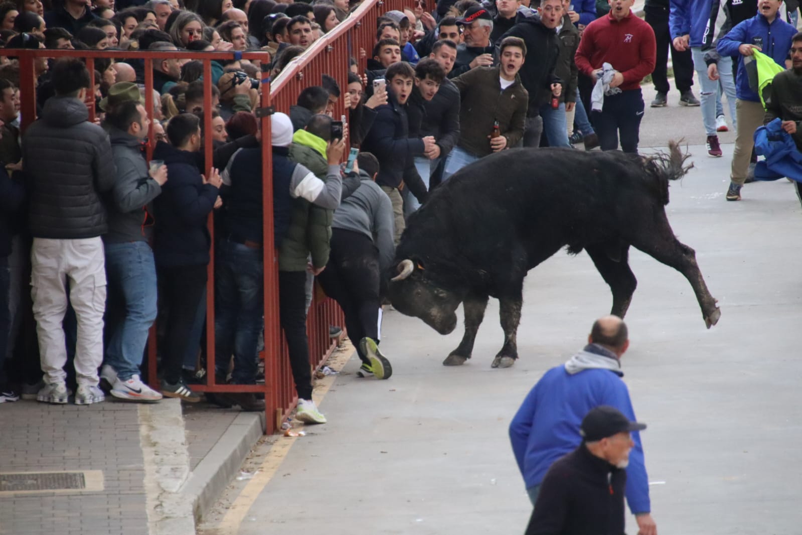 Secuencia de la aparatosa cogida a un aficionado en el Toro de Carnaval de Rioseco