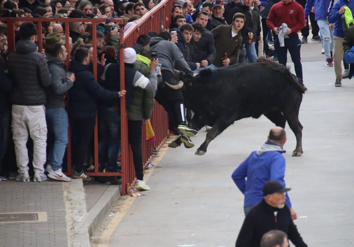 Secuencia de la aparatosa cogida a un aficionado en el Toro de Carnaval de Rioseco