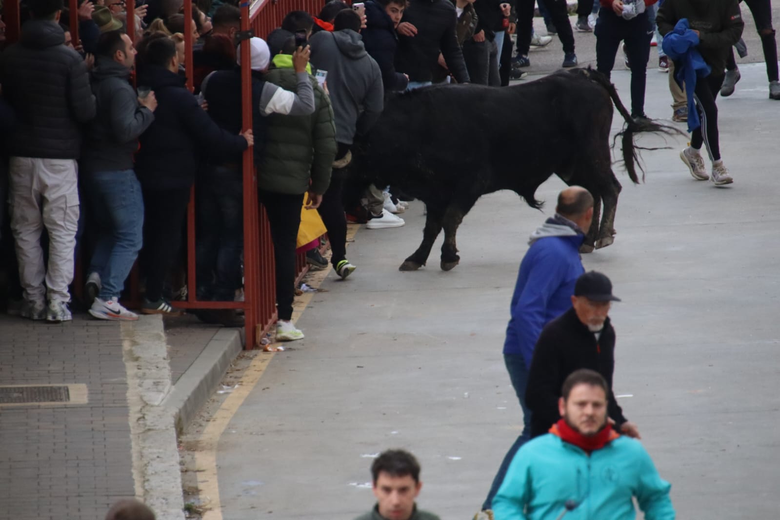 Secuencia de la aparatosa cogida a un aficionado en el Toro de Carnaval de Rioseco