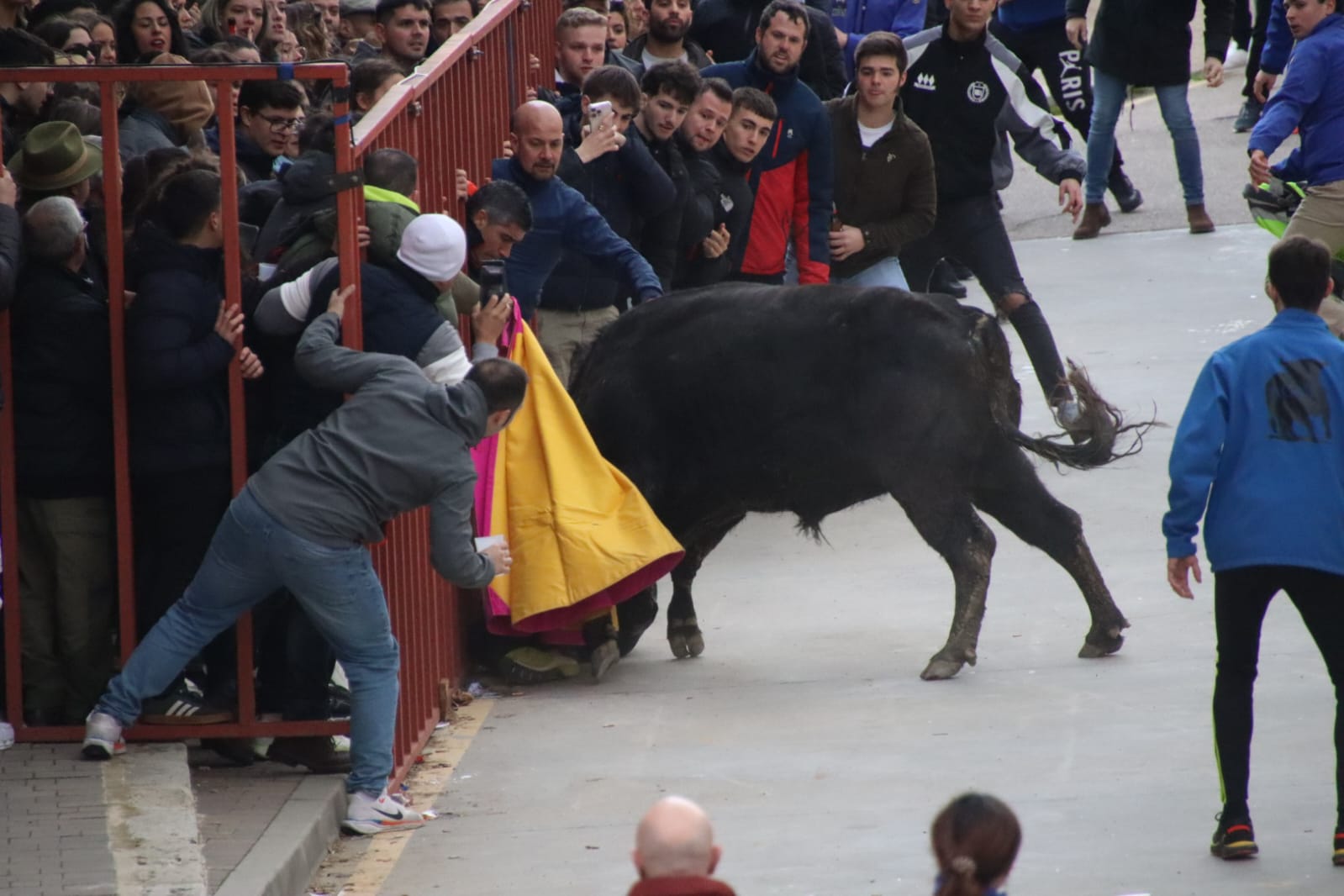 Secuencia de la aparatosa cogida a un aficionado en el Toro de Carnaval de Rioseco
