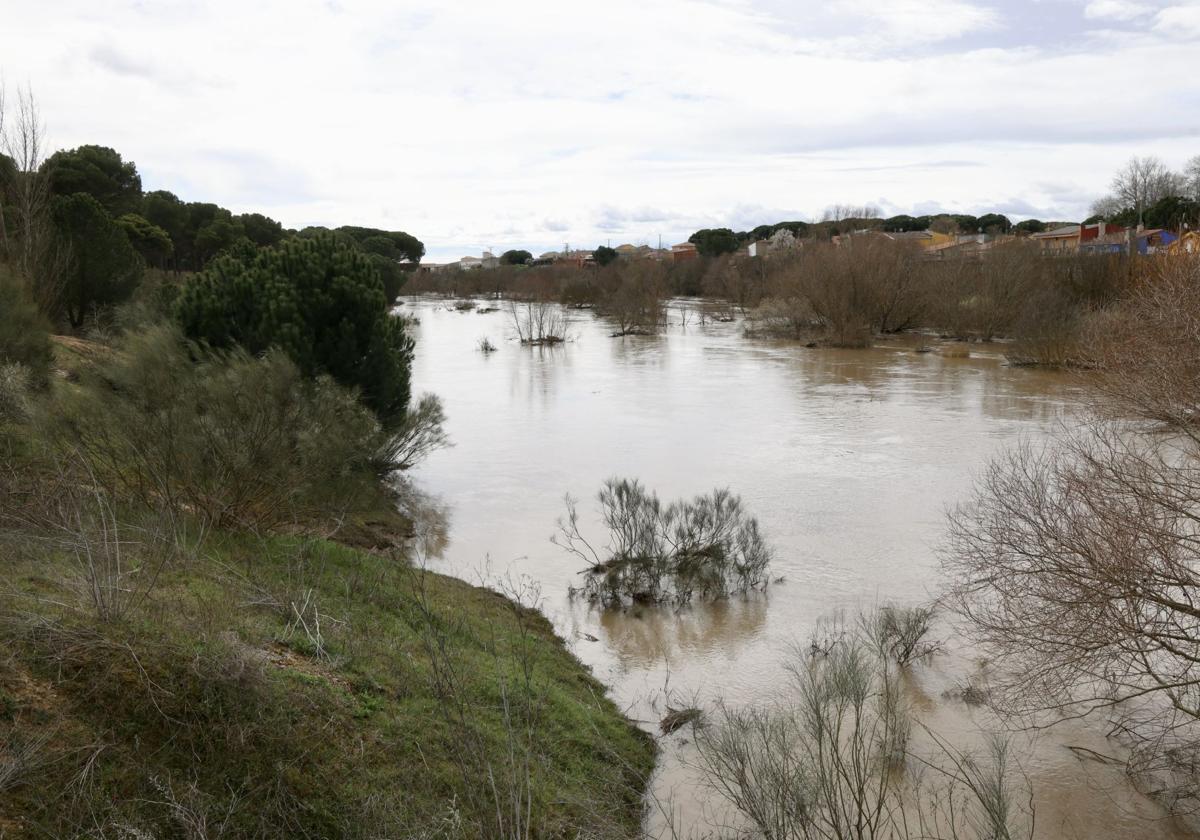 Río Adaja a su paso por la localidad vallisoletana de Valdestillas, este lunes.