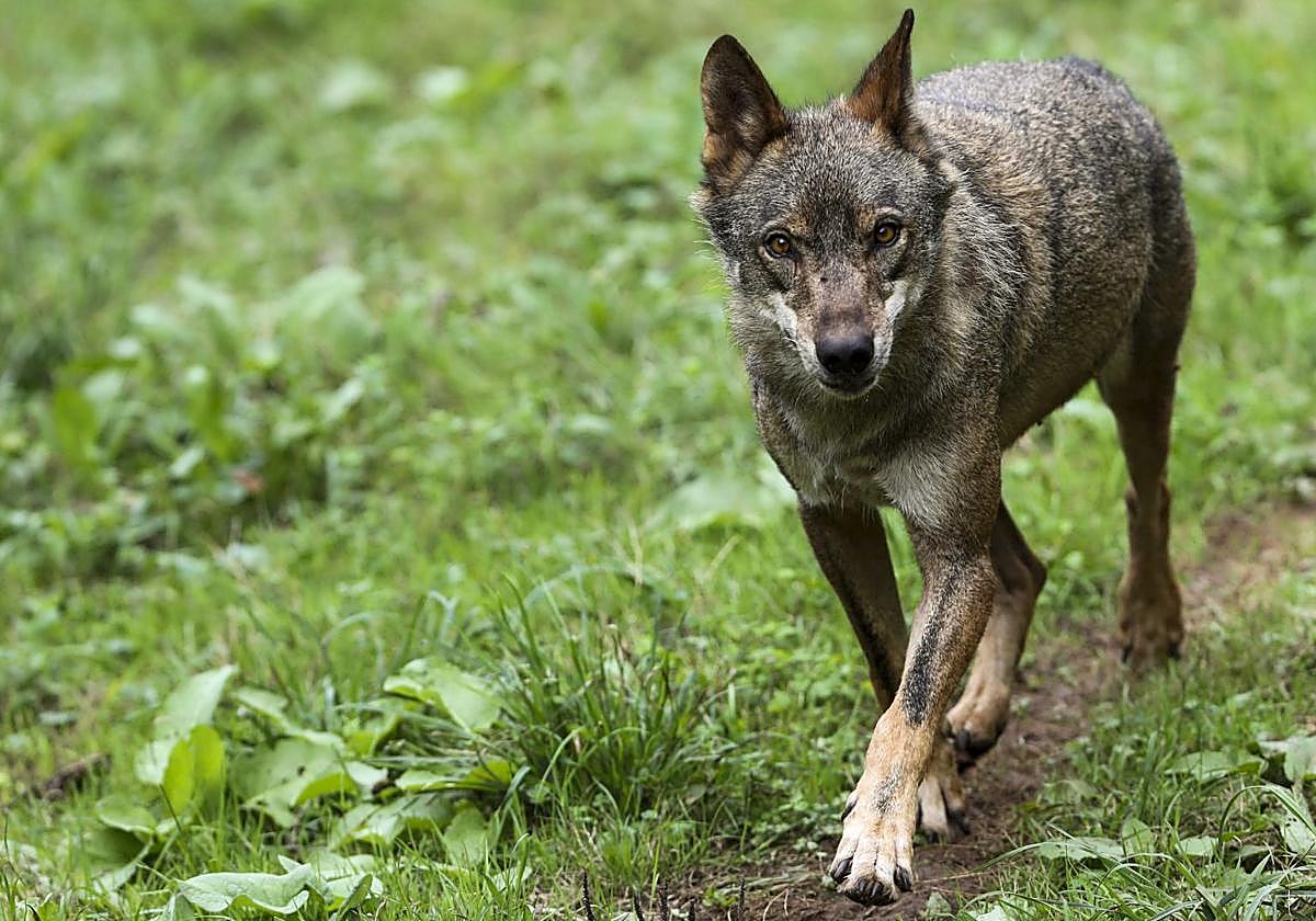 Imagen de archivo de un ejemplar de lobo ibérico.