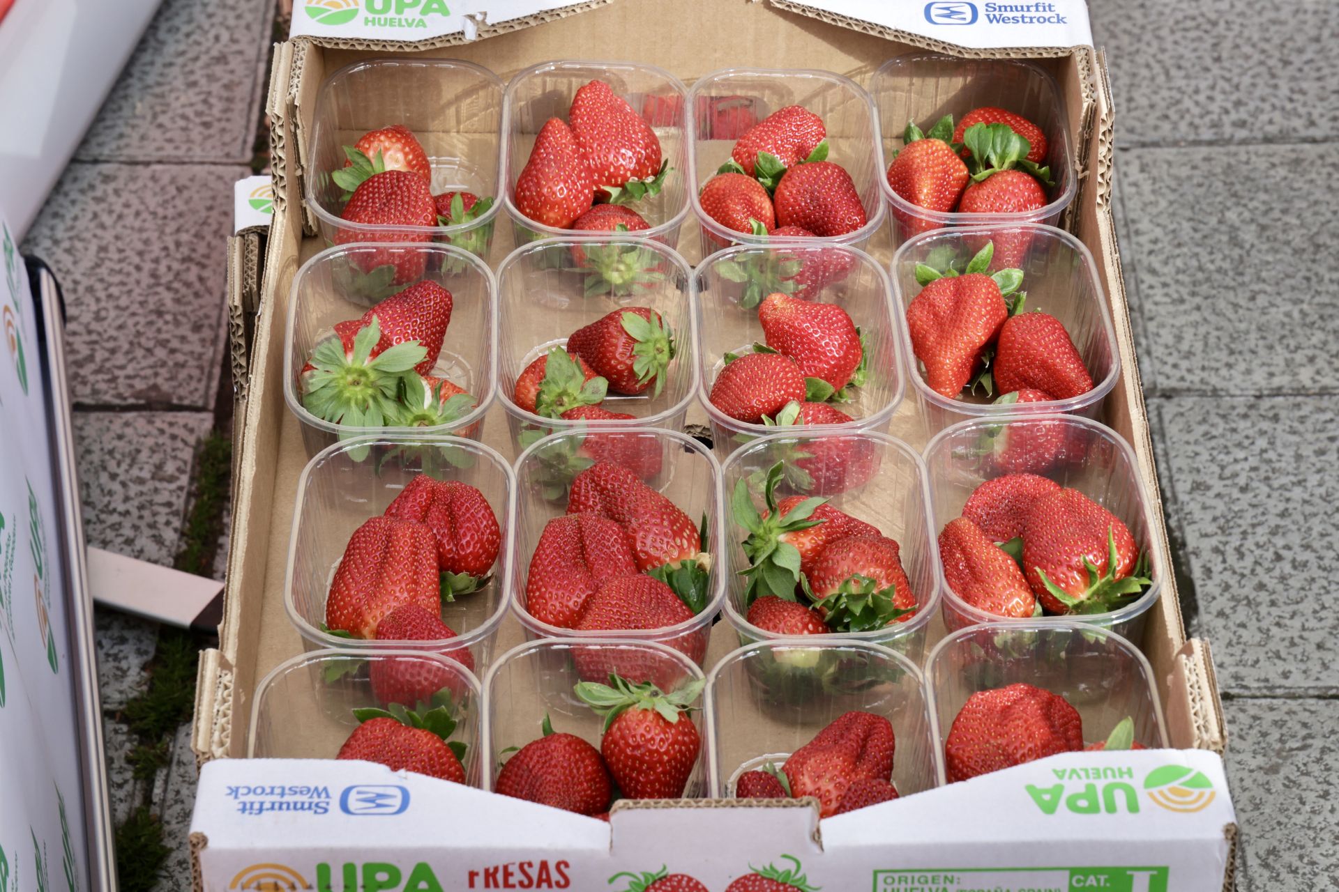 Así ha sido la entrega de las fresas gratis en la plaza de Zorrilla