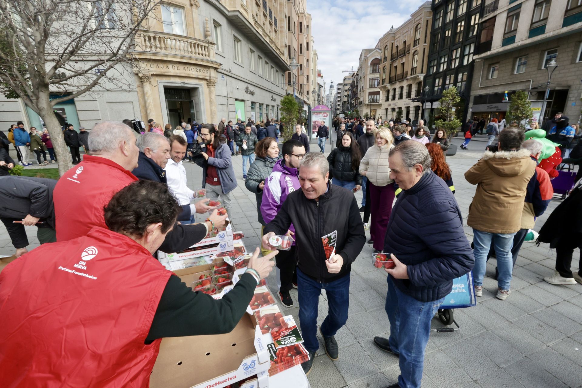 Así ha sido la entrega de las fresas gratis en la plaza de Zorrilla