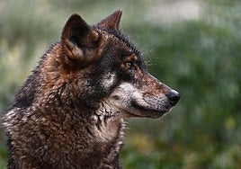 Un ejemplar de lobo ibérico.