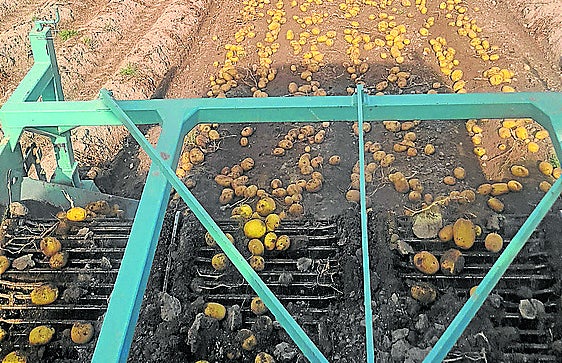 Las lluvias retrasan en más de quince días la campaña de siembra de patata