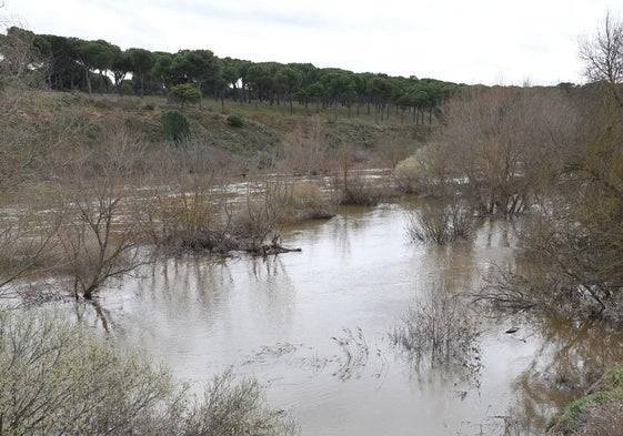 Río Adaja, a su paso por la localidad vallisoletana de Valdestillas, con las riberas anegadas