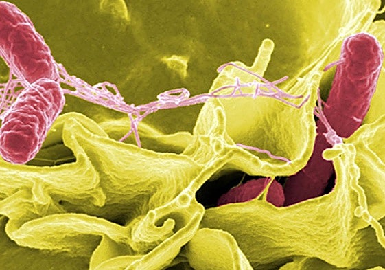 La bacteria Salmonella typhimurium (en rojo) invadiendo células humanas.