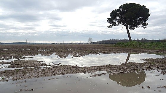 Las lluvias retrasan la siembra del regadío y disparan el riesgo de hongos en el cereal
