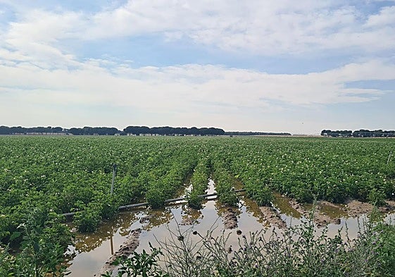 Tierra sembrada de patatas afectada por una tormenta el pasado mes de junio.