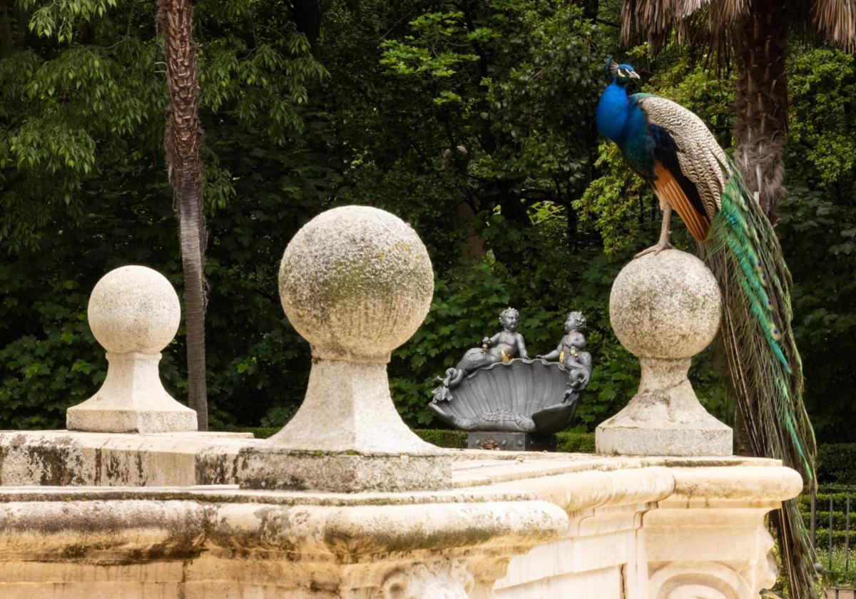Un pavo real en el Campo Grande.