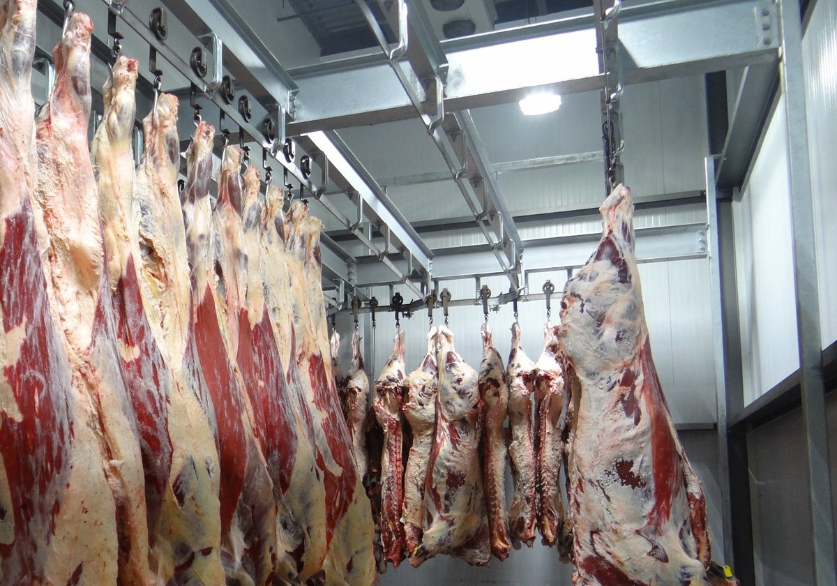 Canales de carne colgados en un matadero de la región