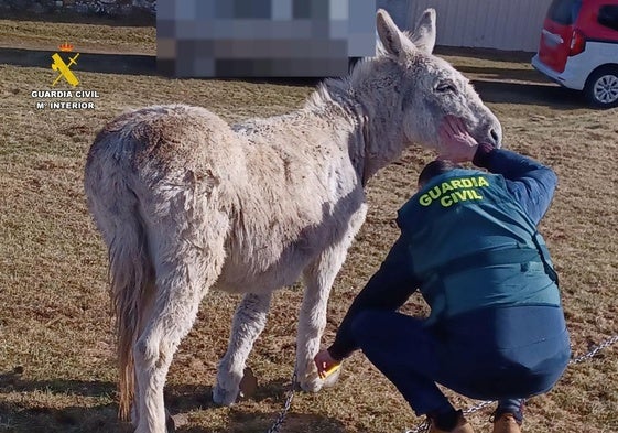 La Guardia Civil suelta la cadena al burro.