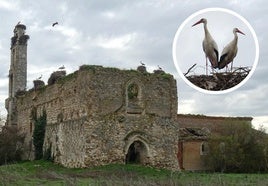 Iglesia de la Cartuja de Santa María de Aniago, repleta de nidos de cigüeñas. En detalle, dos de las 'inquilinas' de sus maltrechos muros.