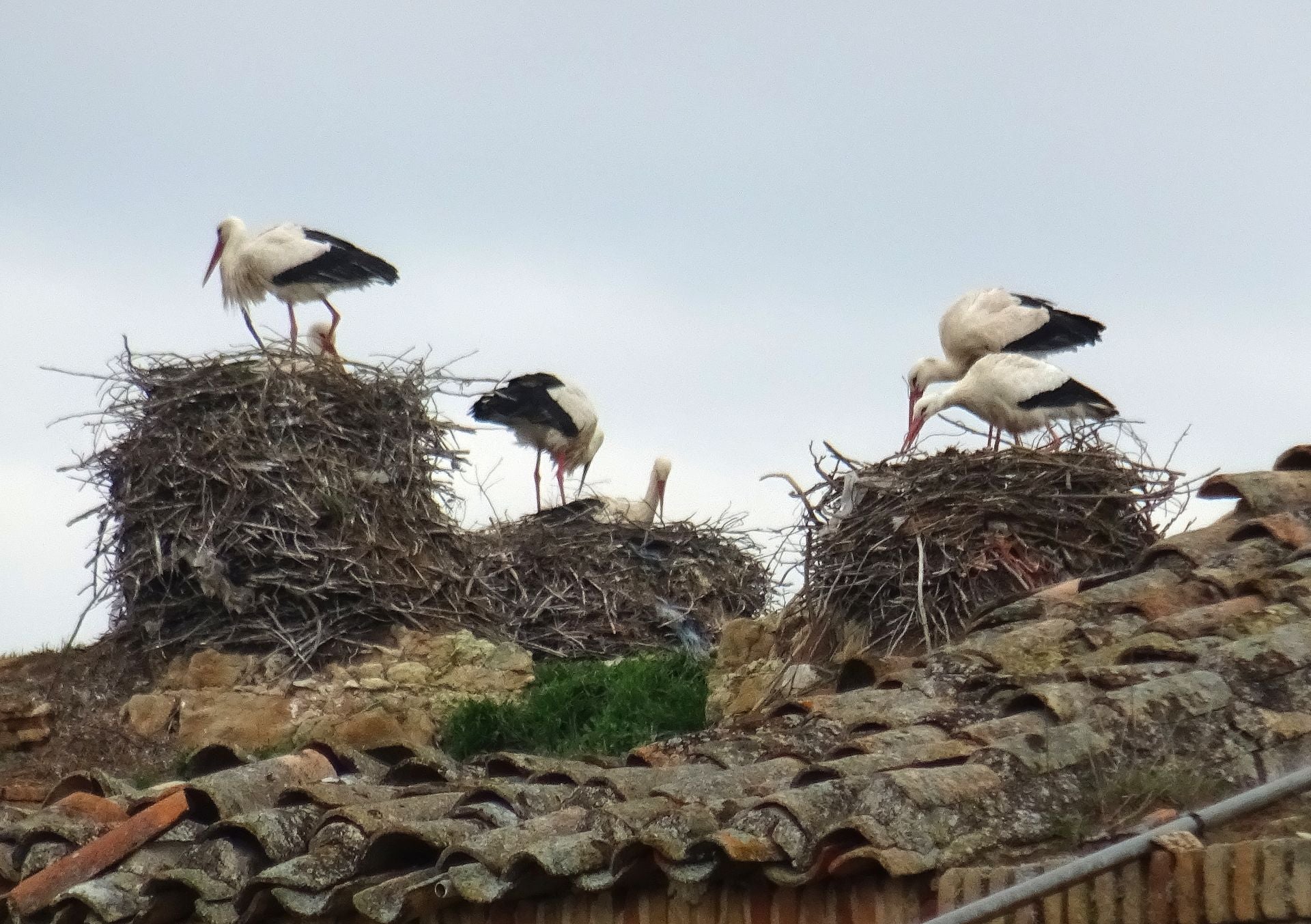 La invasión de cigüeñas en la Cartuja de Aniago en imágenes