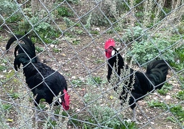La región tiene registradas más de 9.500 granjas de gallinas para autoconsumo