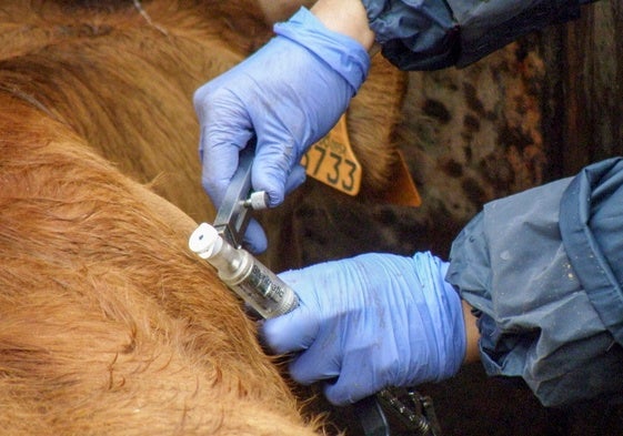 La asociación ganadera '19 de abril' lanza una encuesta sobre la tuberculosis bovina