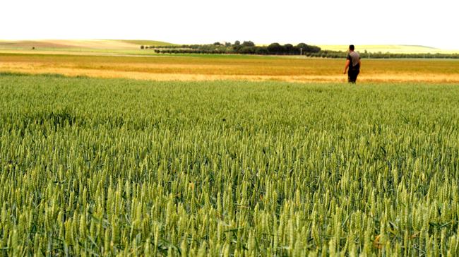 El grupo burgalés La Moda escribió una canción llamada 'Campo amarillo' en el que habla de Castilla y León y reivindica los problemas de la España vaciada. Su letra dice: La tierra que menos le importa...