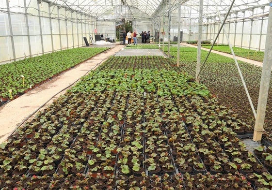 Las flores en uno de los invernaderos del vivero, donde estarán antes de su plantación en los parques de Valladolid.