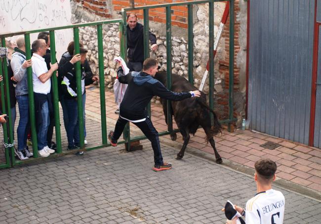 Primera suelta de toros desde cajones por las calles.