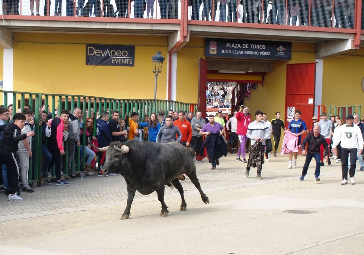 Mañana de procesión y tarde de encierro este Domingo de Ramos en Pedrajas de San Esteban
