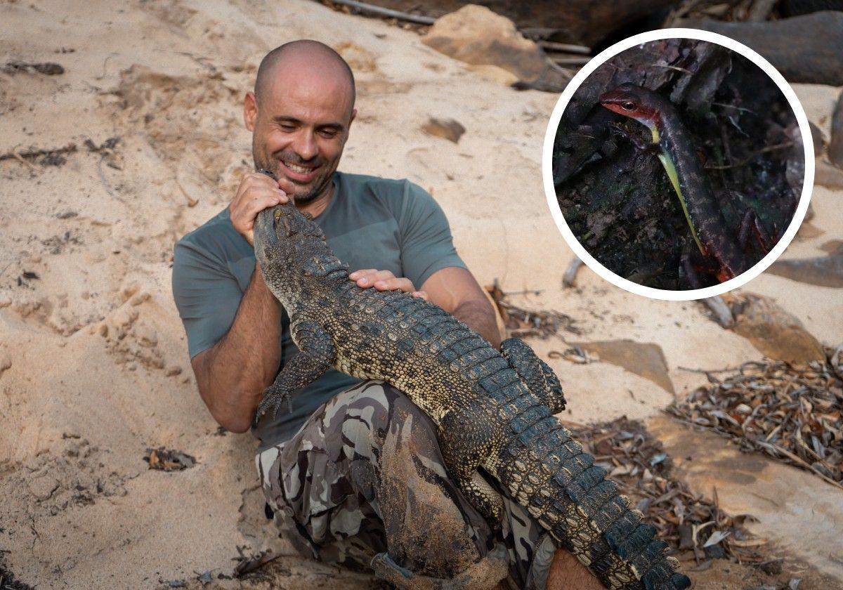 Pablo Sinovas junto a un cocodrilo siamés. En detalle el nuevo lagarto descubierto después de un siglo.