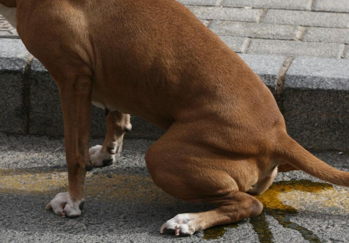 Juzgan a dos hermanos por lesiones y amenazas tras una discusión por el perro