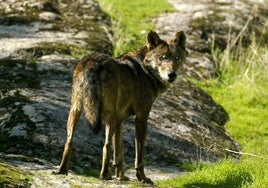 Imagen de archivo de un ejemplar de lobo ibérico.