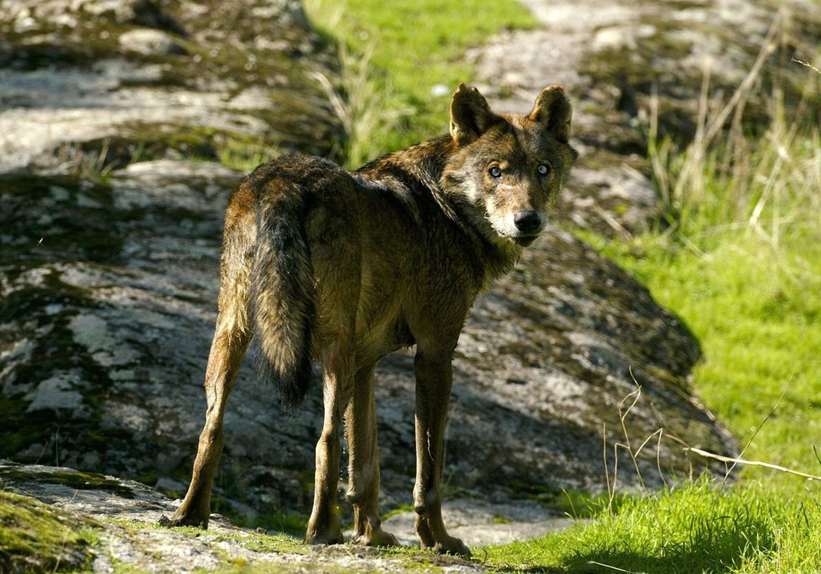 La Unión Europea ratifica la rebaja de la protección del lobo