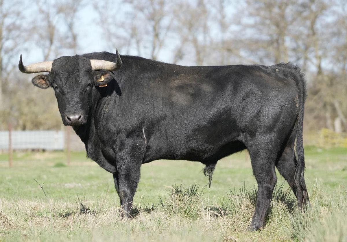 'Durón', de casi 500 kilos, Toro del Sarmiento de La Seca en 2025