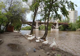 Los patos a la orilla del Río Pisuerga