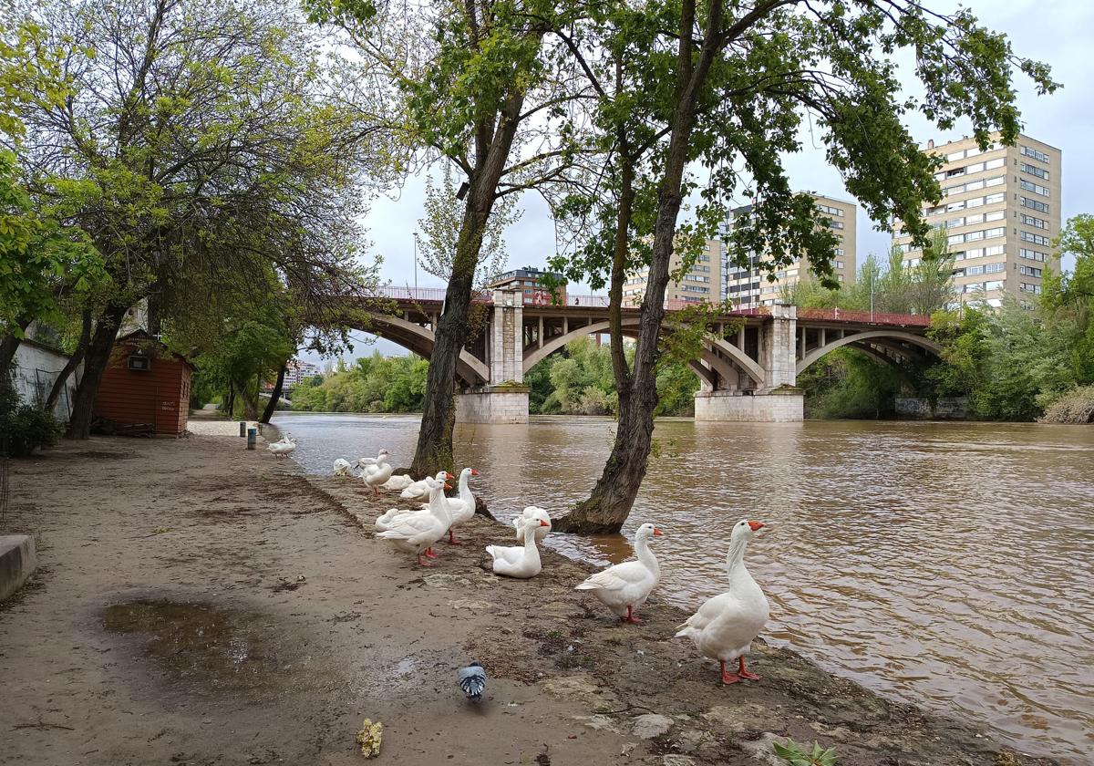Las imágenes de la crecida del Pisuerga a su paso por Valladolid