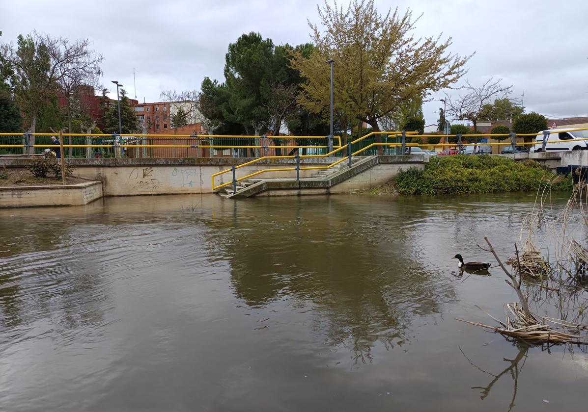 Estado del Esgueva, con sus paseos anegados, a la altura del puente de Pajarillos y Pilarica. en la calle Cigüeña.