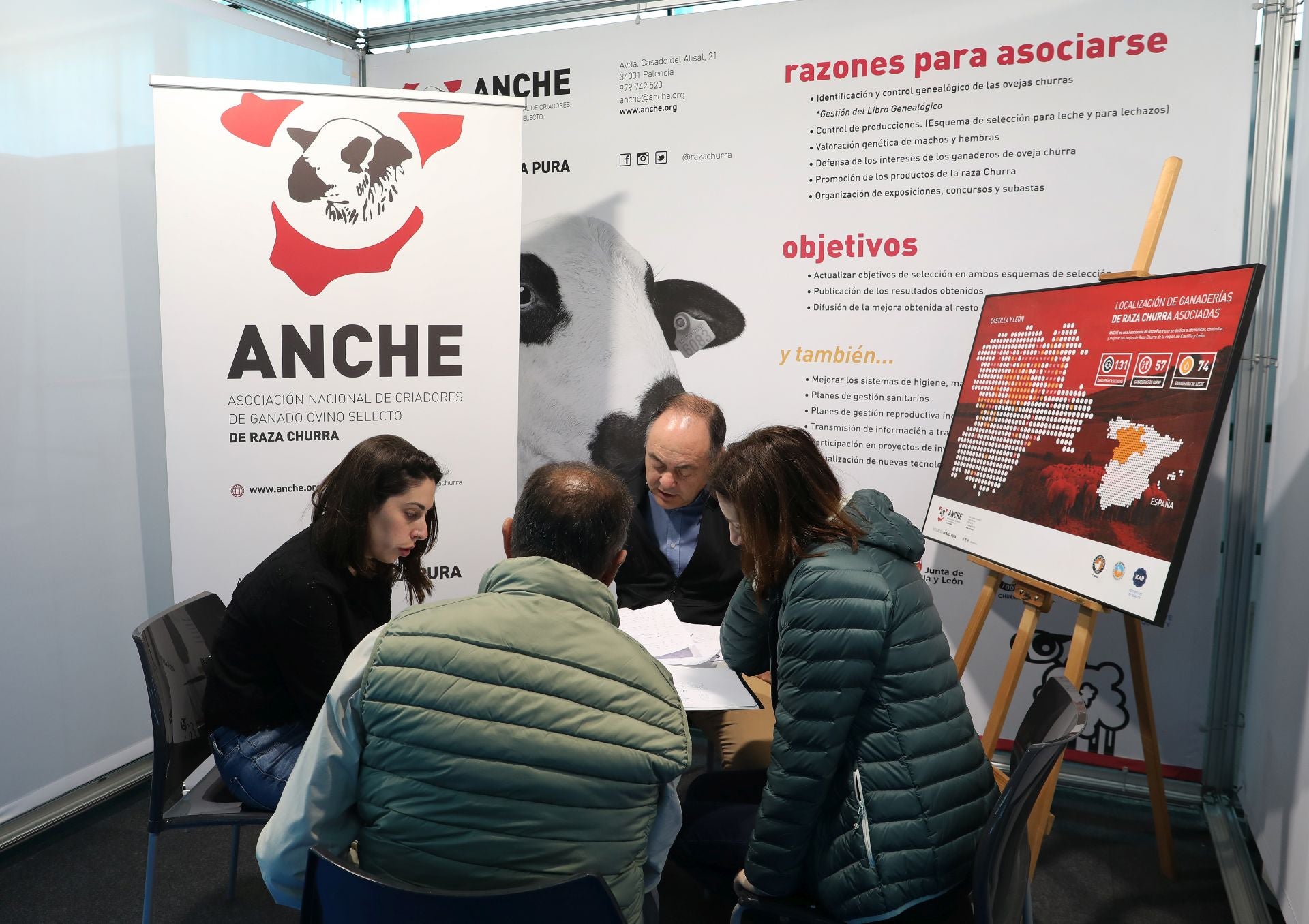 Así es el escaparate del ganado de Raza Churra