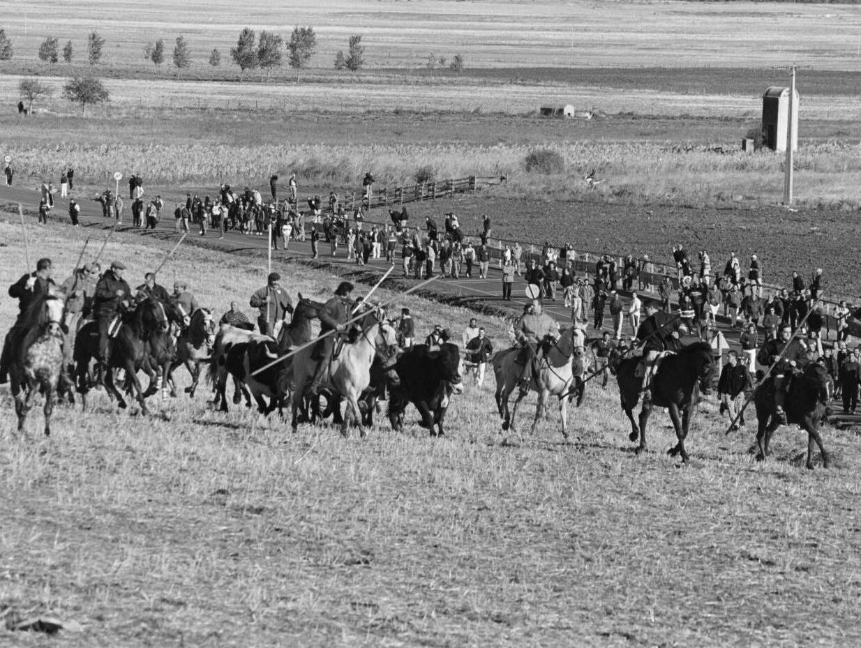 Los caballistas conducen la manada de toros hasta las calles de Olmedo. 26 de septiembre de 1999.