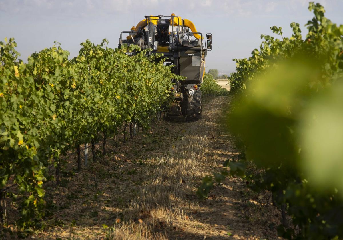Ampliado hasta el 5 de mayo el plazo para solicitar ayudas del sector vitivinícola tras el apagón