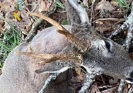 Corzo abatido de forma furtiva que fue hallado en la Montaña Palentina.