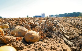 UPA denuncia importaciones «masivas» de patatas