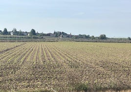 Parcela de maíz en la provincia de León