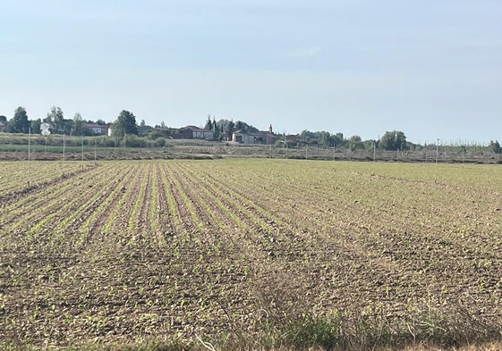 Parcela de maíz en la provincia de León